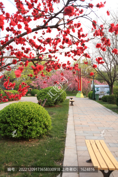 春天的公園