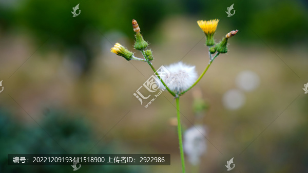 蒲公英