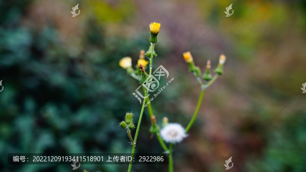 蒲公英