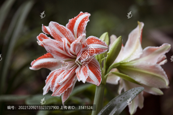 朱頂紅舞蹈皇后