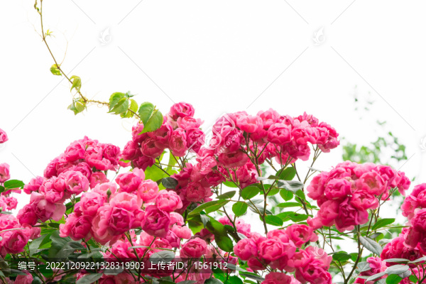 夏至薔薇