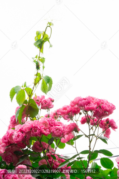 夏至薔薇