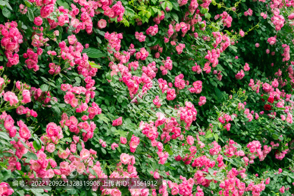 夏至薔薇