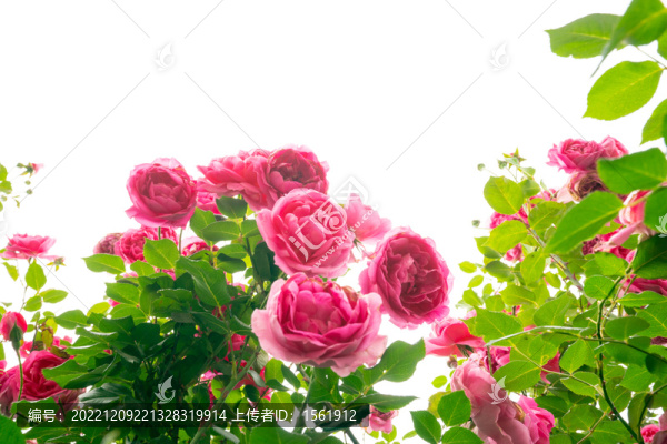 夏至薔薇