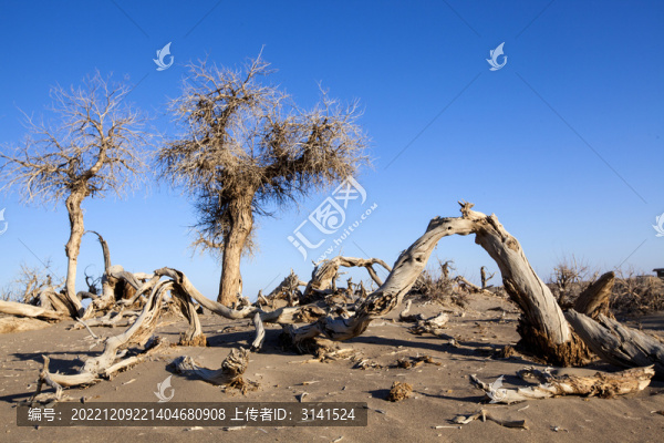 冬季額濟(jì)納怪樹林