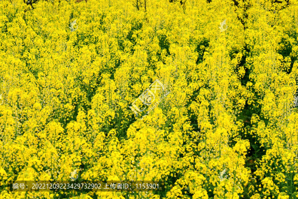 油菜花