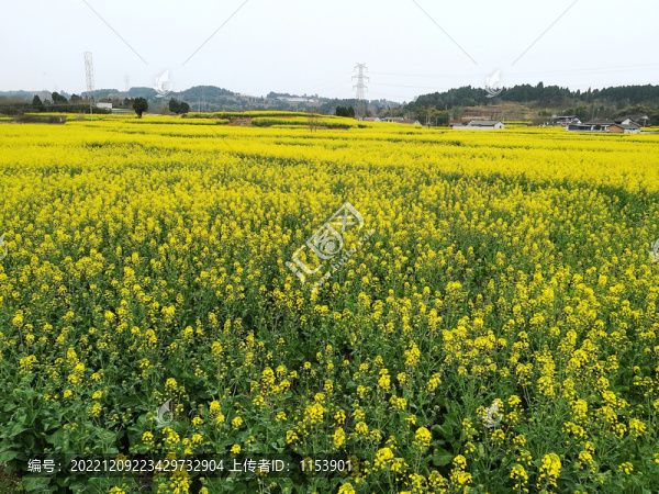 油菜地