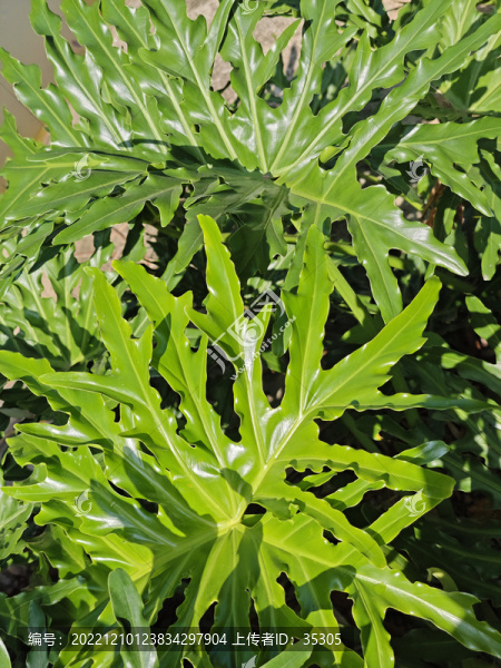 園林龜背葉