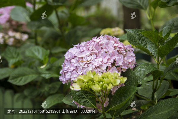 大理的繡球花