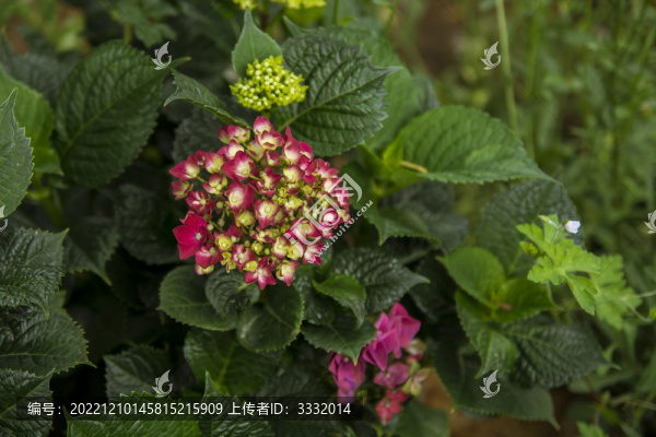 大理的繡球花