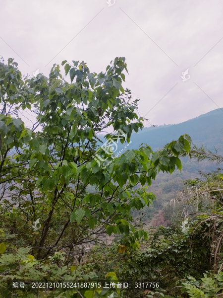 綠樹