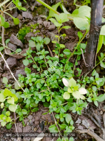 小草