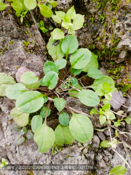 兔子草