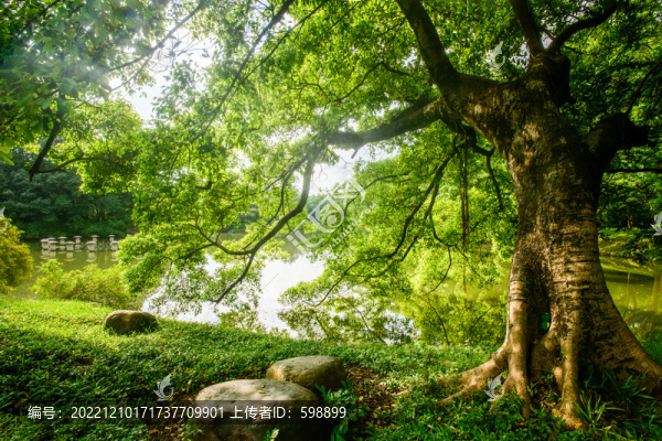陽光綠樹背景