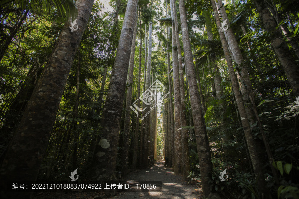 樹林