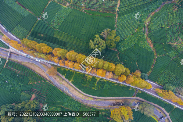 杭州梅靈路水杉林秋色風(fēng)光航拍