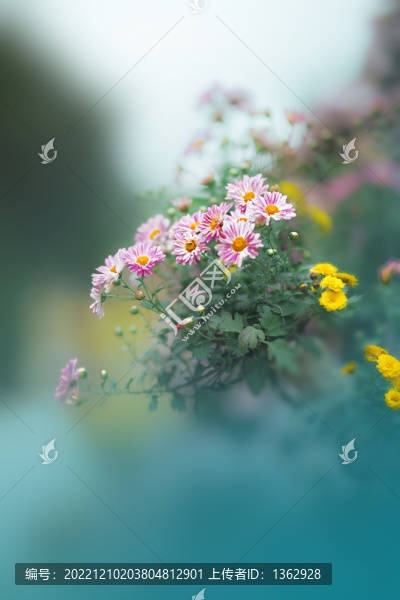 詠菊