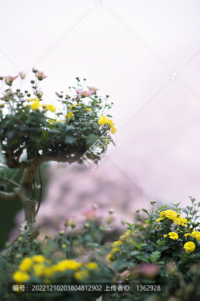 詠菊