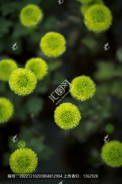 詠菊
