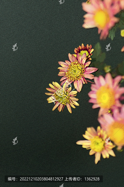 詠菊