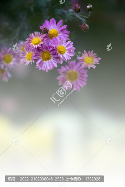 詠菊