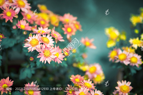 詠菊