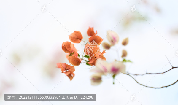 一束杜鵑花