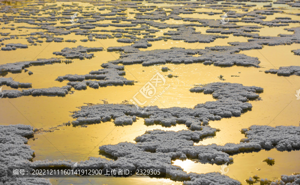 千年鹽湖硝花綻放