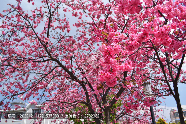 小區(qū)櫻花