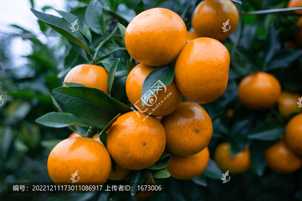 沃柑