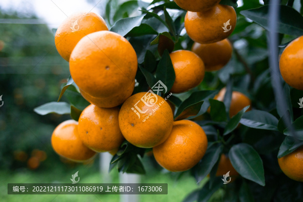 沃柑