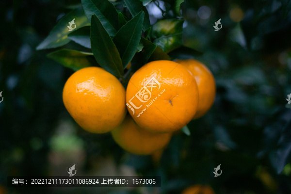 沃柑