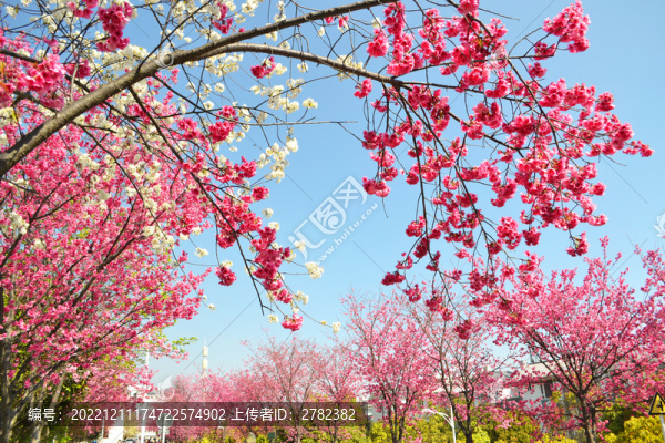 櫻花