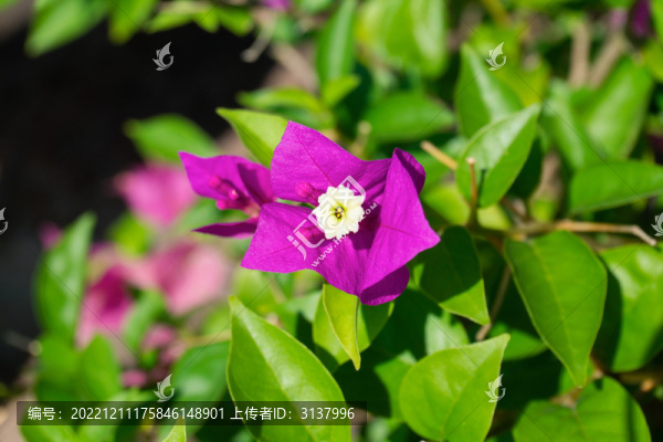 葉子花