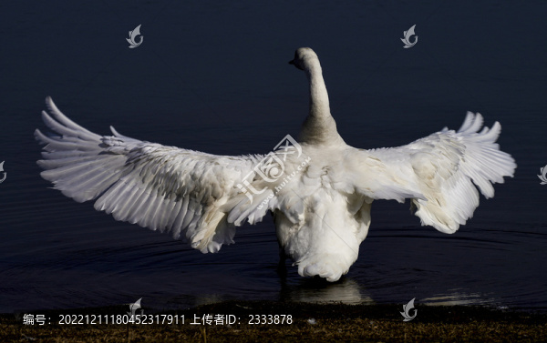 白鷺