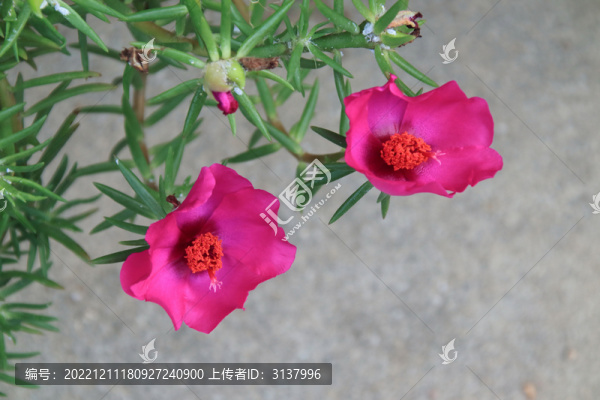 大花馬齒莧