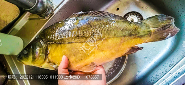 大鯉魚