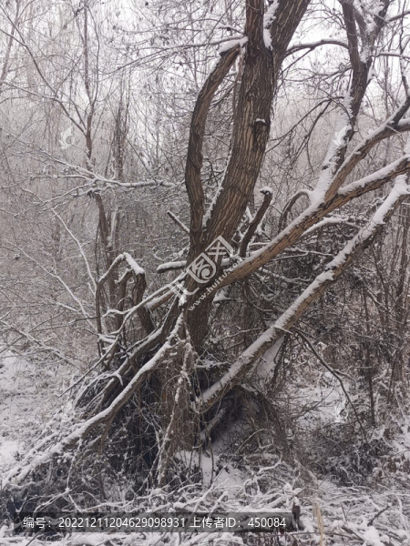 雪景