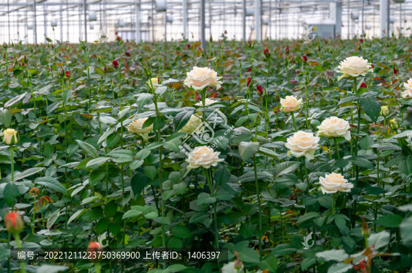 大棚玫瑰花