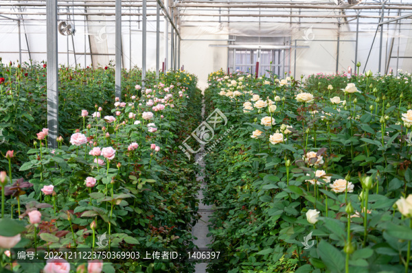 溫室玫瑰花種植