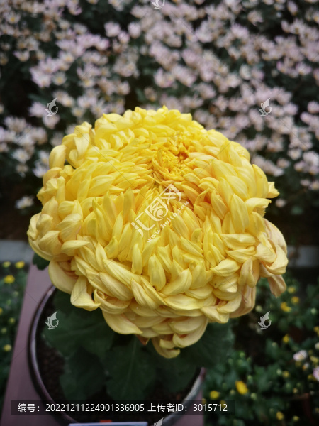 菊花