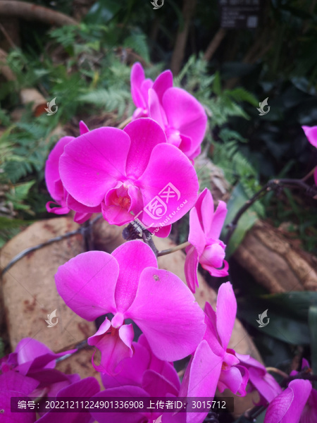 洋蘭皇后蘭花