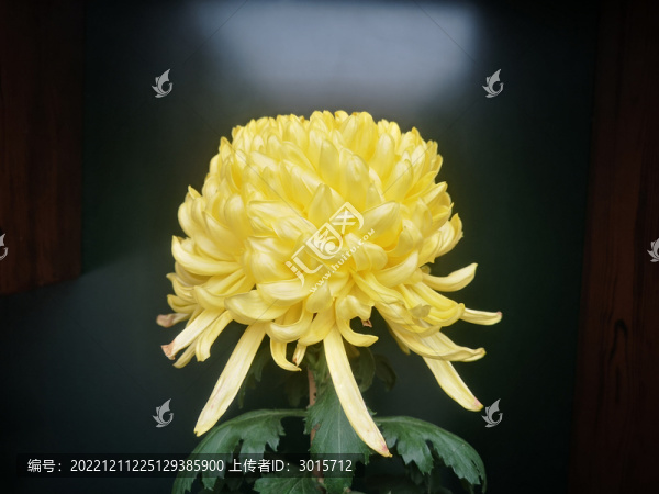綠繡球菊花