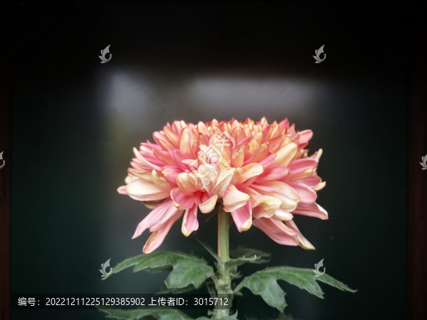 燈光荷菊花