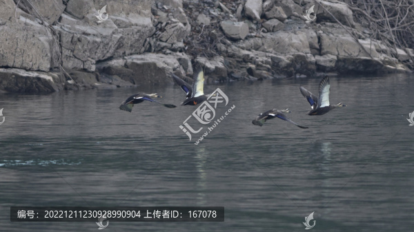 鴛鴦鴨特寫