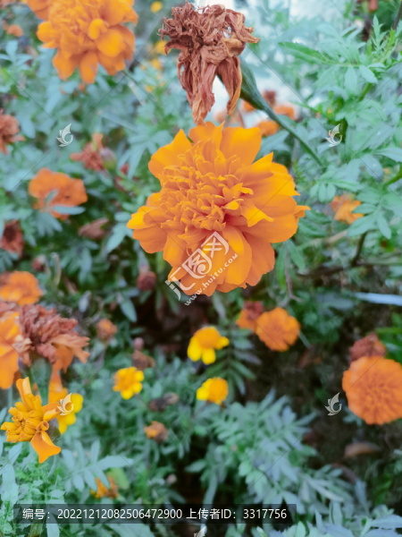 茼蒿花