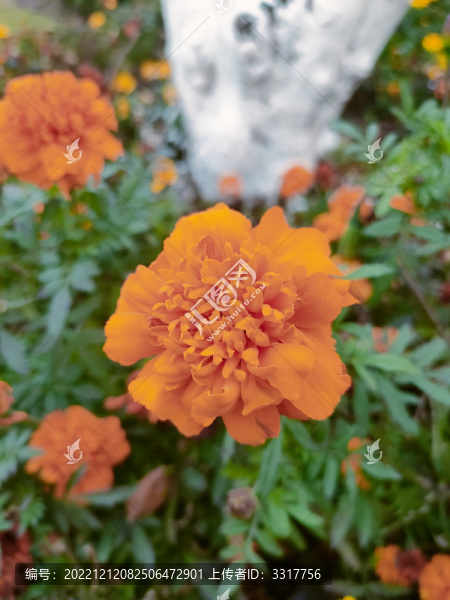 茼蒿花