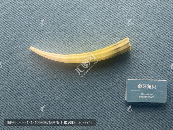 象牙角貝