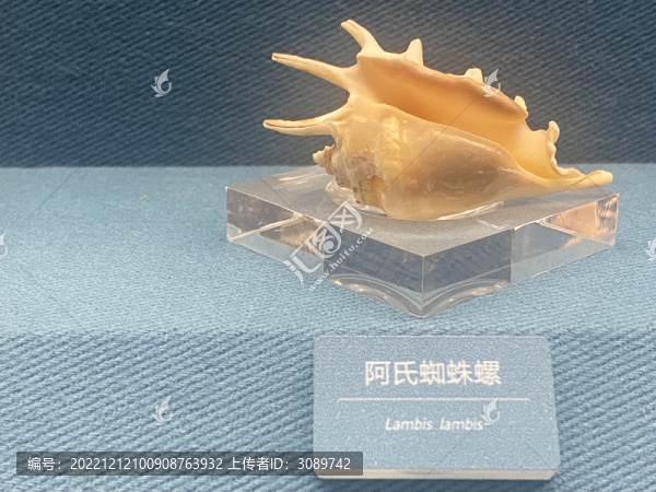 阿氏蜘蛛螺
