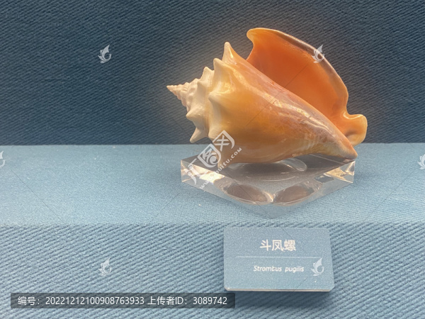 斗鳳螺